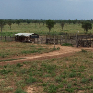 (11) farm of 11,263 has. northern Chaco Paraguay