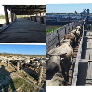 (14) Cattle Farm of 14000 has