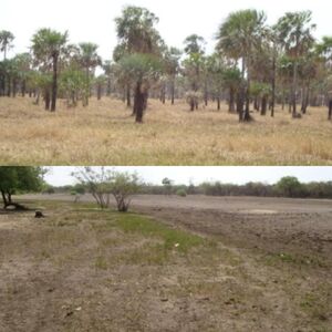 (14) Cattle Ranch of 24.000 has. in Alto Paraguay