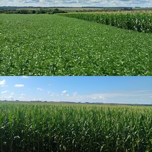 (14) A Field of 500 has. Caaguazu, Paraguay
