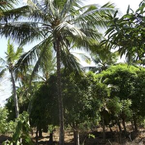 3 acre freehold land on Mtwapa Creek, Kenyan Coast 
