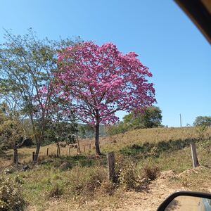 1,002 ha Cattle & Pasture Ranch, Uruacu, Goias, Brazil