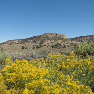Unbelievable bargain! 1 acre New Mexico for only $50 a month