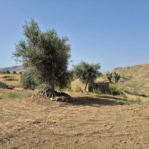 Rural building and land in Sicily - Riggio Cda Castellaccio