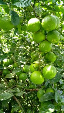 Limon Mandarinas