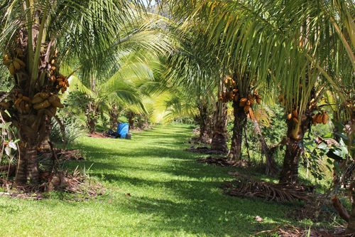 Coconut's trees terrace