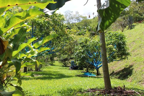 Fruits trees terrace