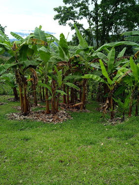 Small Bananas Plantation