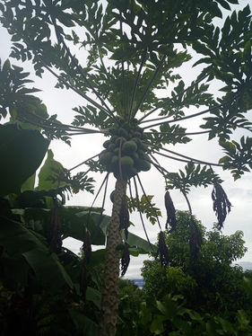 Papayas