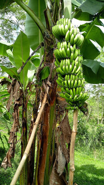 Enormous Banana Trees