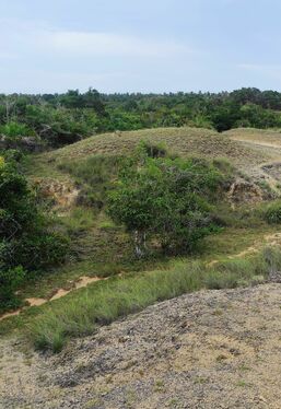 Jungle and Limestone Area