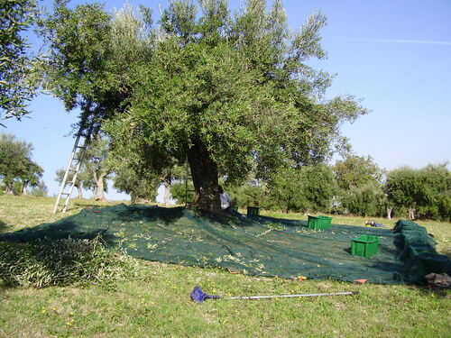 We harvesting olives