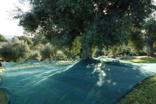 Olive harvest November