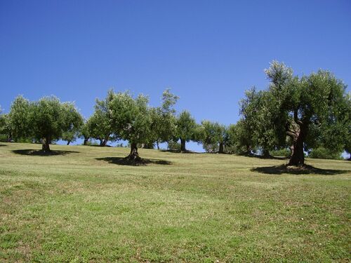 Some of our trees