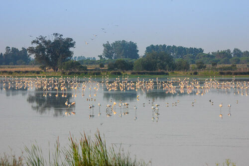 doñana