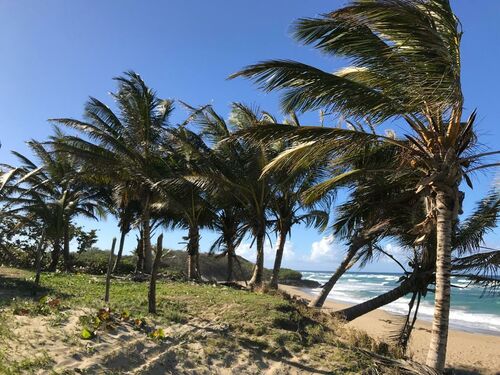 Palm trees lovely in line