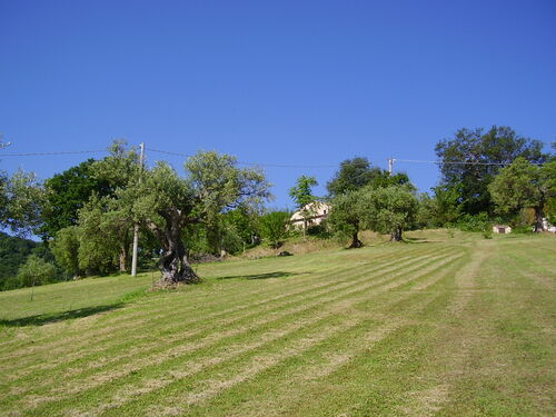 Viewed from olive groves