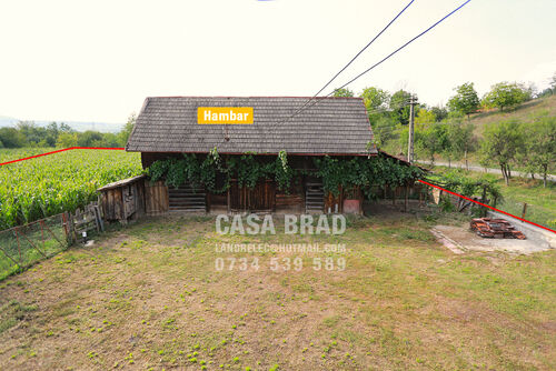 Barn with vines