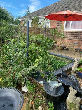 Pond Fruit trees