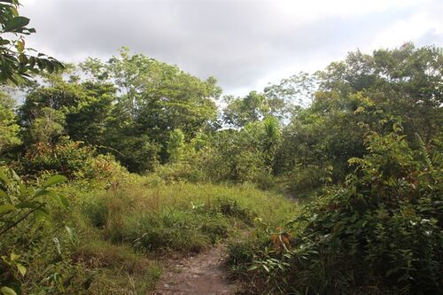 Jungle area on property