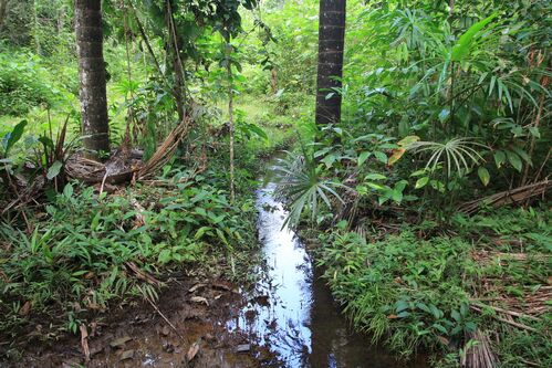 Flowing stream 