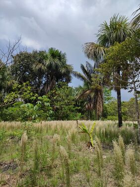 Jungle area on property