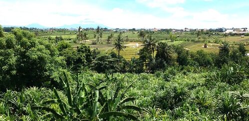 View of Rice Fields