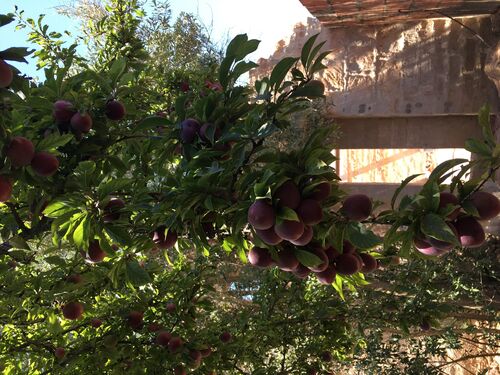 Best plums ever