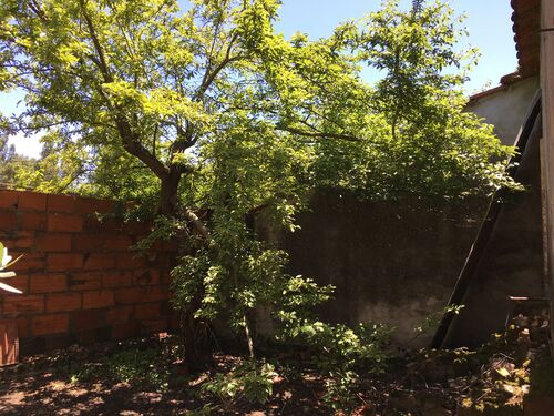Plum tree