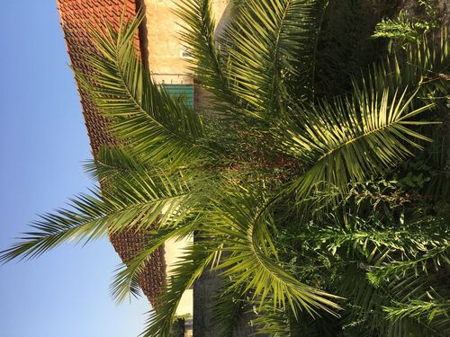 Palm tree