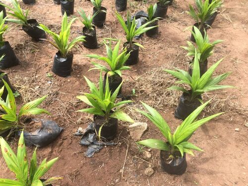 Tenera Hybrid nurseries 
