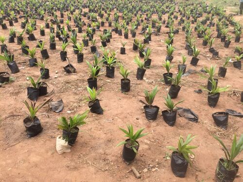 PalmRich nurseries 