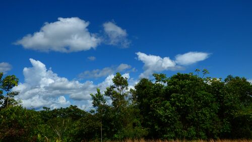 Rainforest land