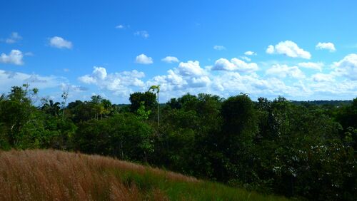 Rainforest View