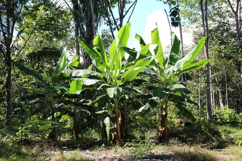 banana plant