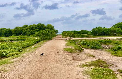 Road to the land 
