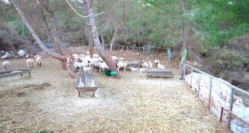 sheep