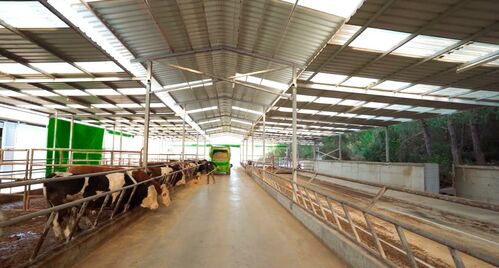 cattle