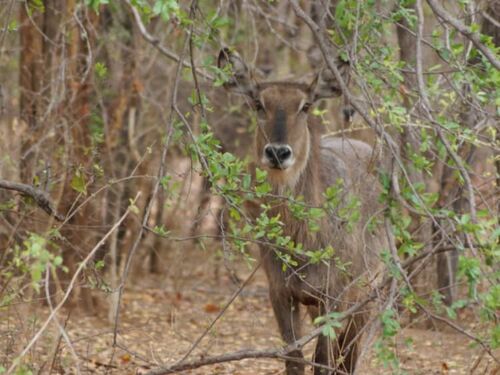 Waterbuck on Property