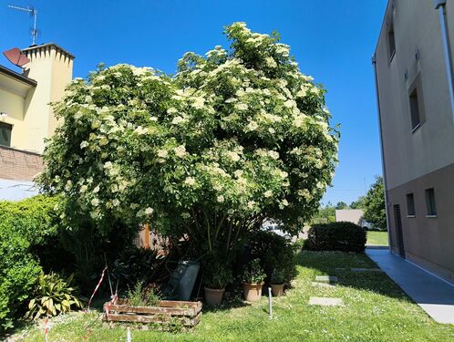 Vista esterna giardino
