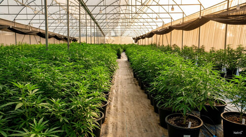 Greenhouse Complex