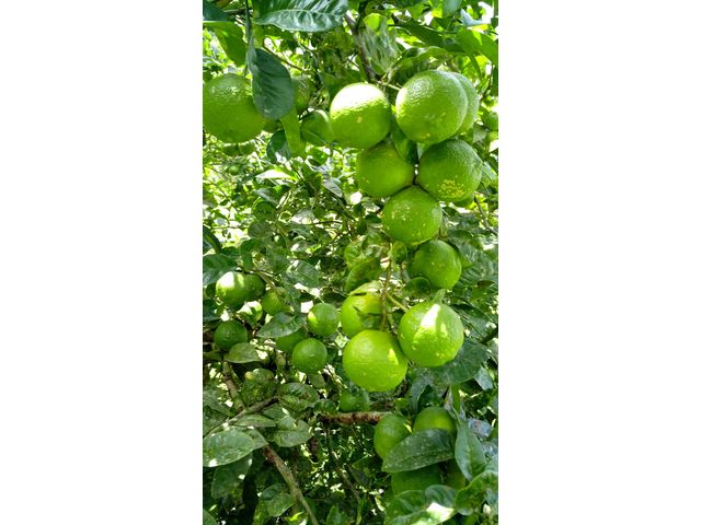 Limon Mandarinas