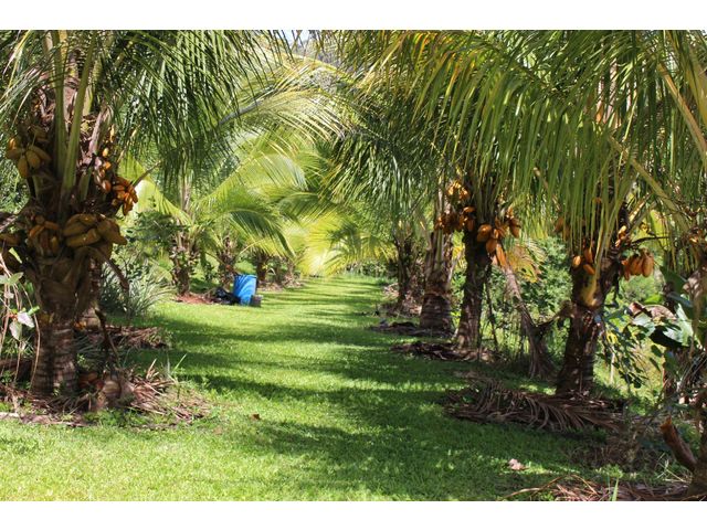 Coconut's trees terrace