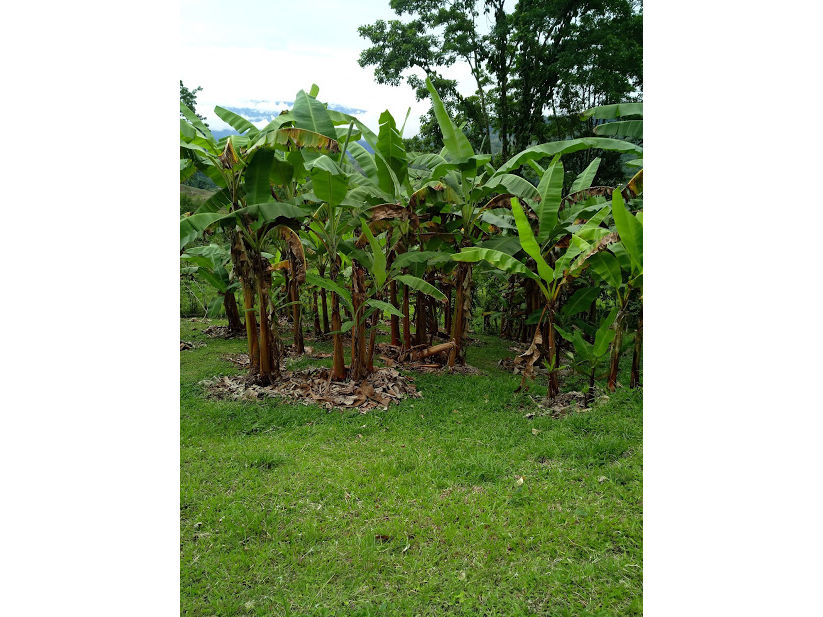 Small Bananas Plantation