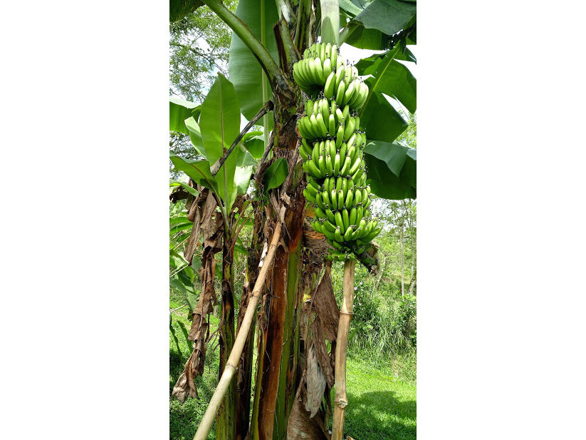 Enormous Banana Trees