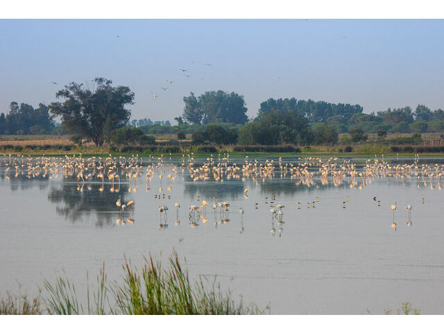 doñana