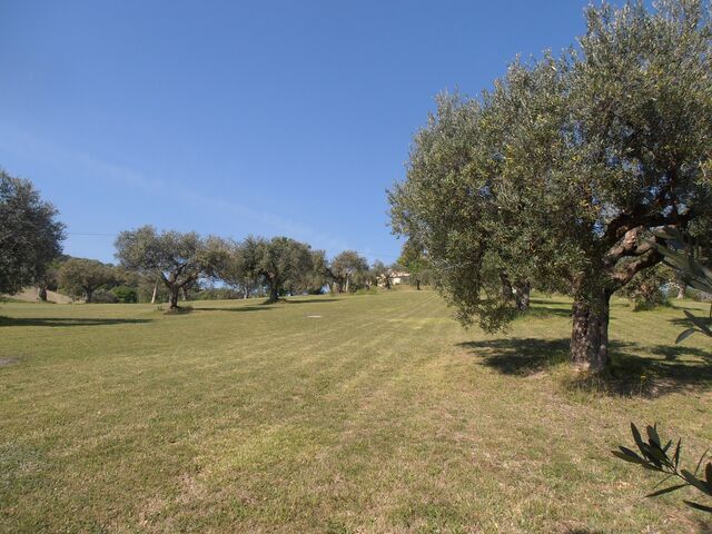 Our olive groves