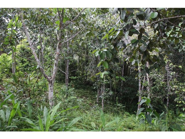 Jungle area on property