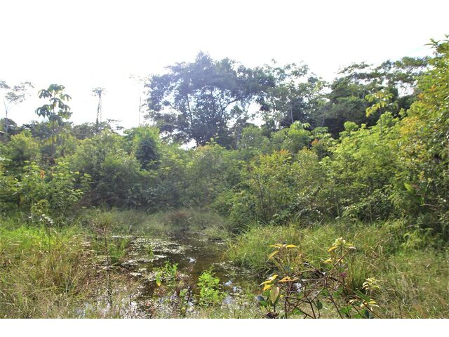 Jungle area on property