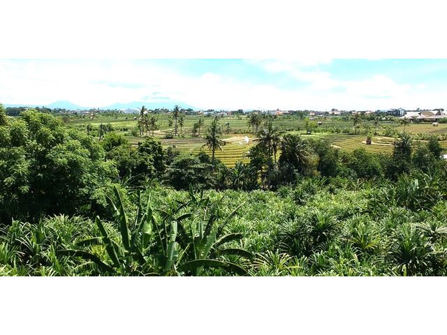 View of Rice Fields